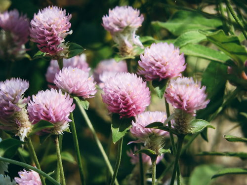 庭に咲くセンニチコウのピンク色の苞と球状の花
