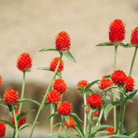 センニチコウの赤く膨らんだ苞と花の写真