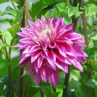 大きく花開くピンク色のダリア、キク科多年草の八重咲きの写真