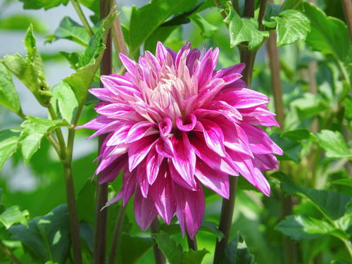 大きく花開くピンク色のダリア、キク科多年草の八重咲き