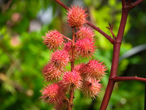 トウゴマの赤い球状の果実にびっしり生えたトゲトゲ