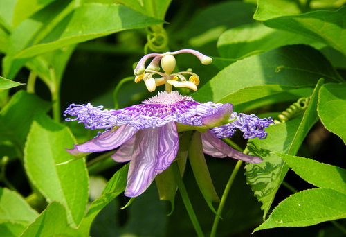 紫色の花弁と独特な形の雄しべが特徴的なトケイソウ