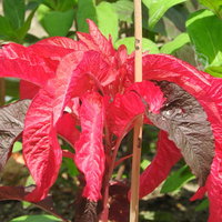 秋の庭に映える鮮やかな赤色に染まるハゲイトウの葉の写真