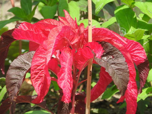 秋の庭に映える鮮やかな赤色に染まるハゲイトウの葉