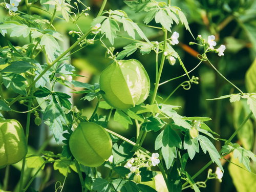 太陽を浴びて茂るフウセンカズラのつる性植物