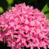 密集して咲くペンタスの花房の写真