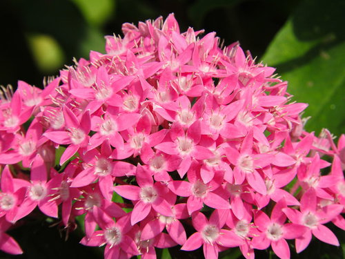 鮮やかなピンク色に開花するペンタスの星形の花