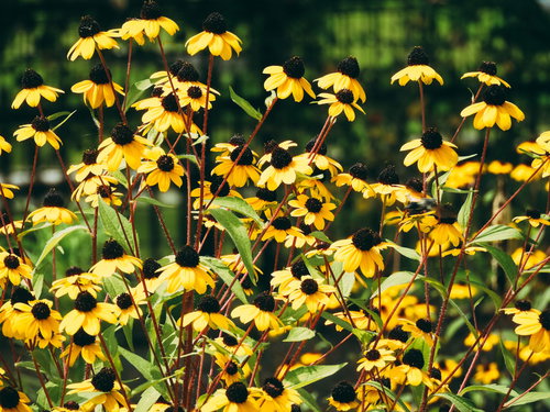 草原に生息するミツバオオハンゴンソウ