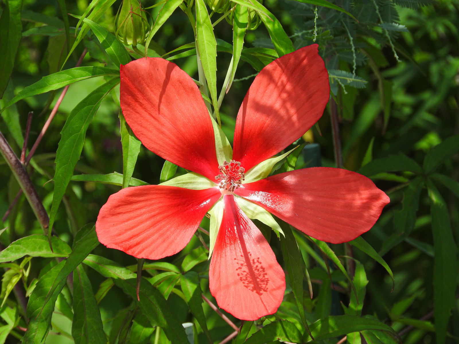 赤いモミジアオイの花のクローズアップ