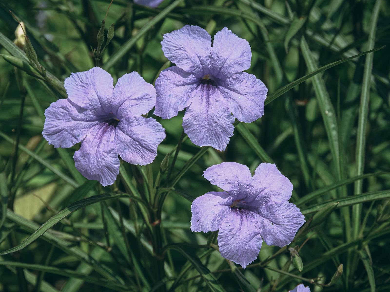 ヤナギバルイラソウの薄紫の花3輪