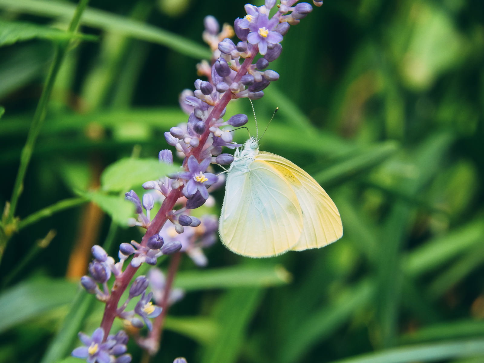 紫色のヤブランの花穂に止まる白いモンシロチョウ