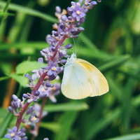紫色のヤブランの花穂に止まるモンシロチョウの写真