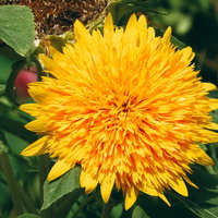 黄色とオレンジ色のグラデーションが美しい中央部分に花弁を持つ八重ひまわりの写真