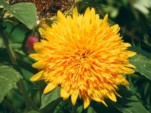 黄色とオレンジ色のグラデーションが美しい中央部分に花弁を持つ八重ひまわり