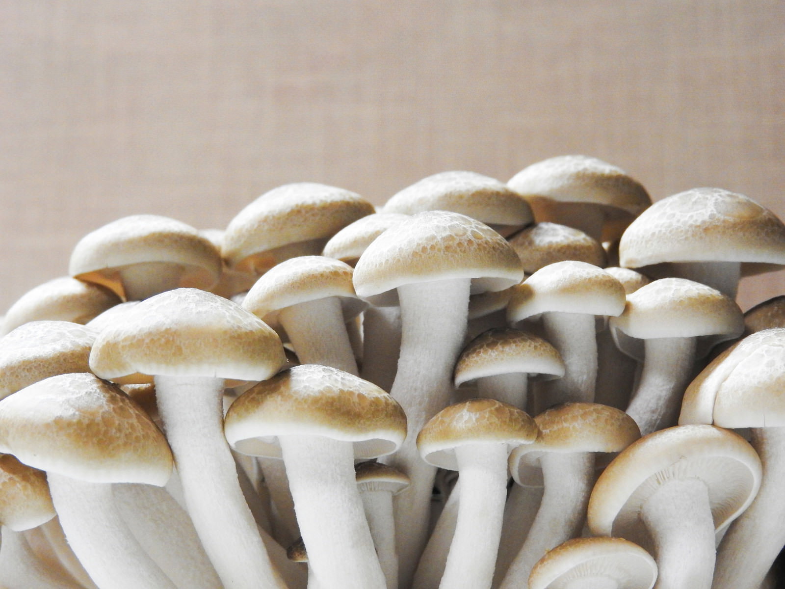 白い軸と薄茶色の傘を持つシメジが密集して成長している様子