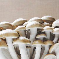 根元で束になって密集して成長するシメジの群生の写真