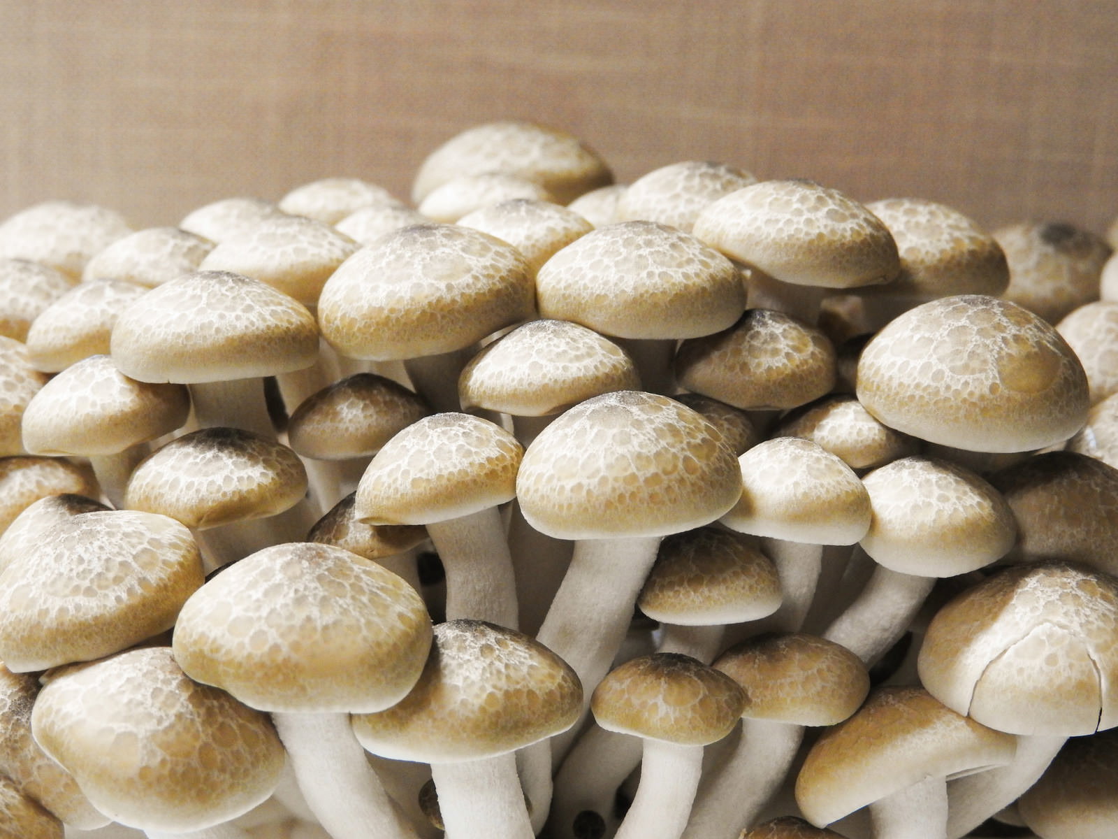 A bundle of shimeji mushrooms with white caps and thin stems