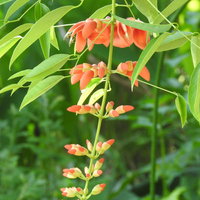 開花を始めるアメリカデイゴの赤い花と緑の葉の写真