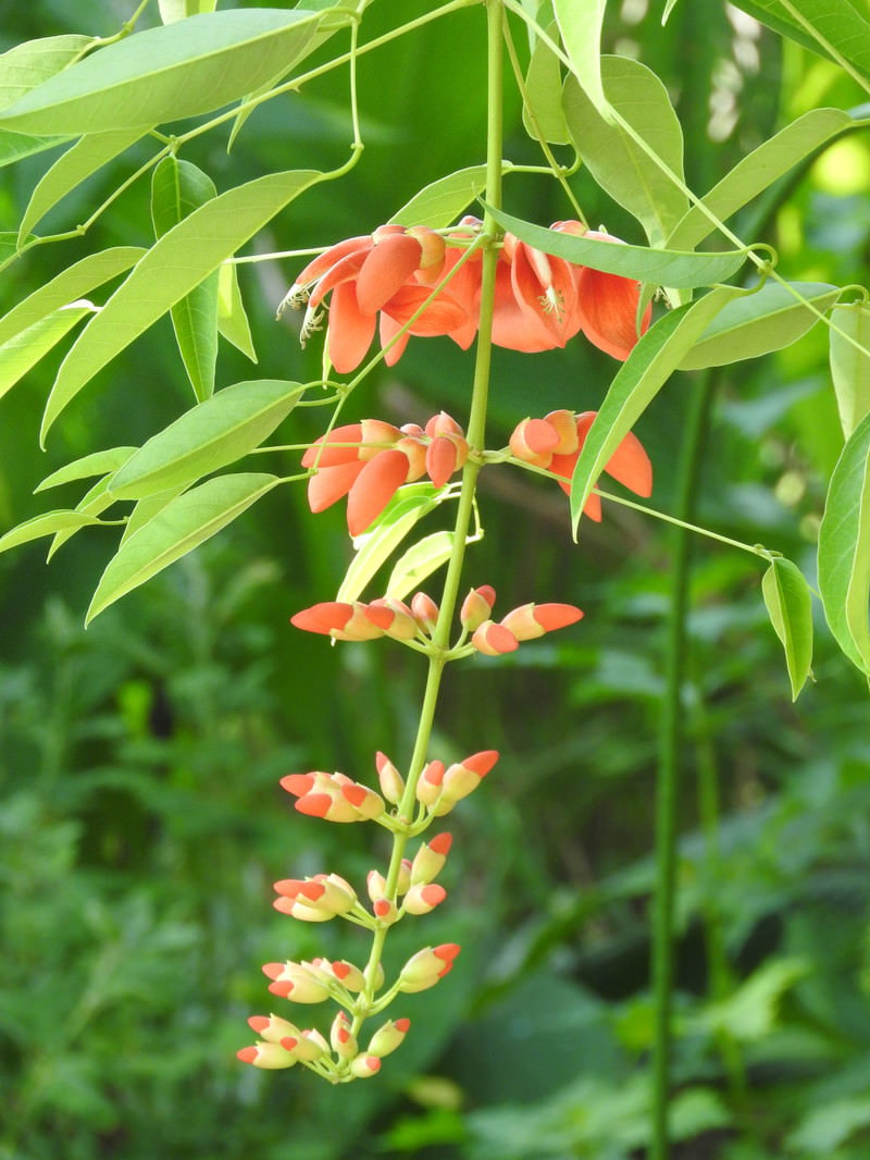 緑の葉の間から赤いアメリカデイゴの花が咲き始めている様子