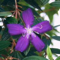 紫色に開花するシコンノボタンの花と緑の葉の写真
