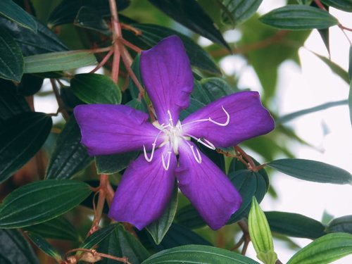 紫色に開花するシコンノボタンの花と緑の葉