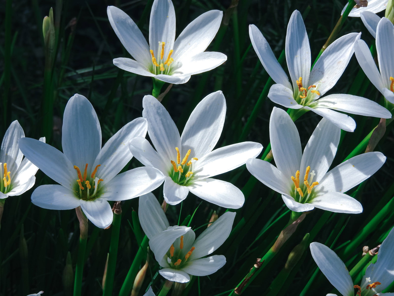白い6枚の花びらと黄色い雄しべを持つタマスダレの花が複数咲いている様子