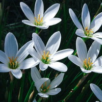 白い花を咲かせたタマスダレ、黄色い雄しべが特徴的な夏の草花の写真