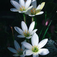 日差しの中で咲くタマスダレの白い花と黄色い雄しべの写真