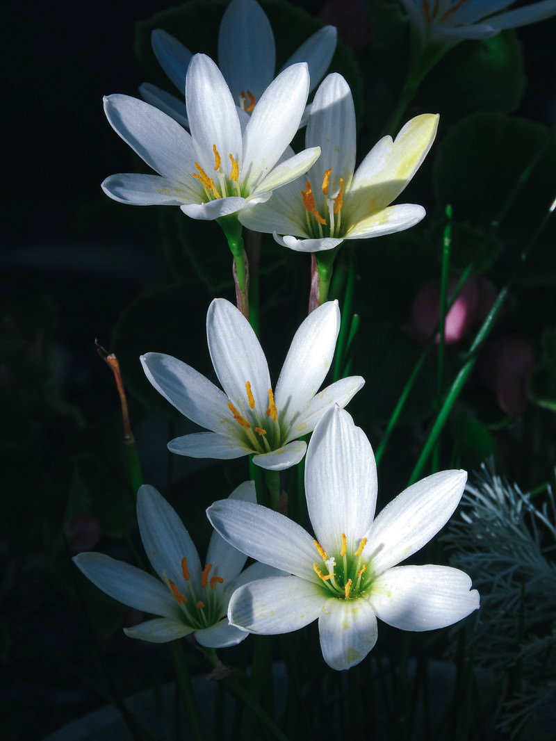 白い花びらと黄色い雄しべが美しいタマスダレの花