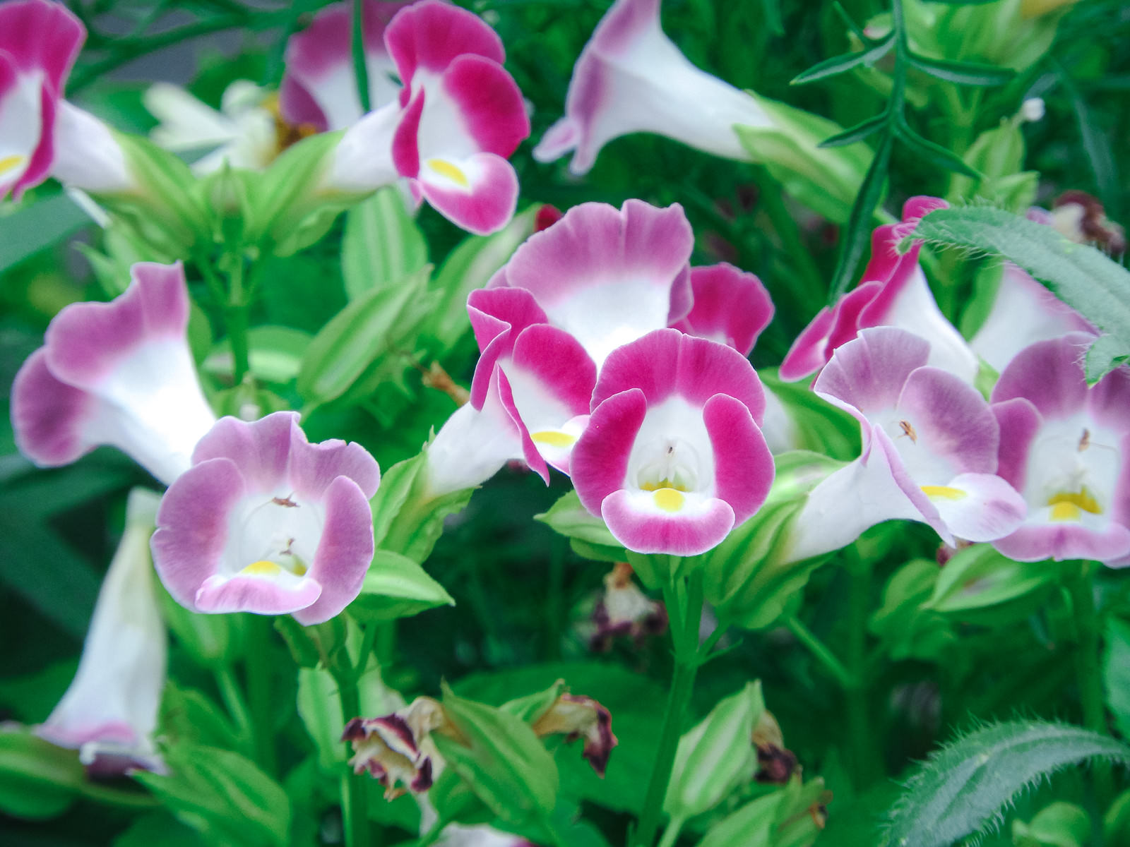 群れ咲くトレニアの花