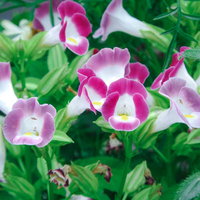 紫と白の花を咲かせるトレニア（アゼトウガラシ科）の写真