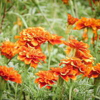 鮮やかなオレンジ色を奏でるマリーゴールドの花壇の写真