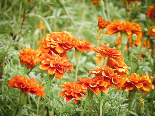鮮やかなオレンジ色を奏でるマリーゴールドの花壇