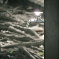 公園の屋外水道・蛇口（木の根元）の写真
