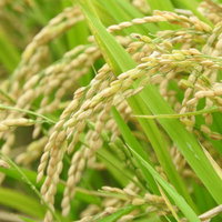 黄金色に実った頭を垂れる稲穂と秋の田んぼの風景の写真