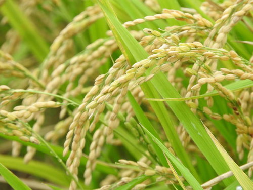 黄金色に実った頭を垂れる稲穂と秋の田んぼの風景