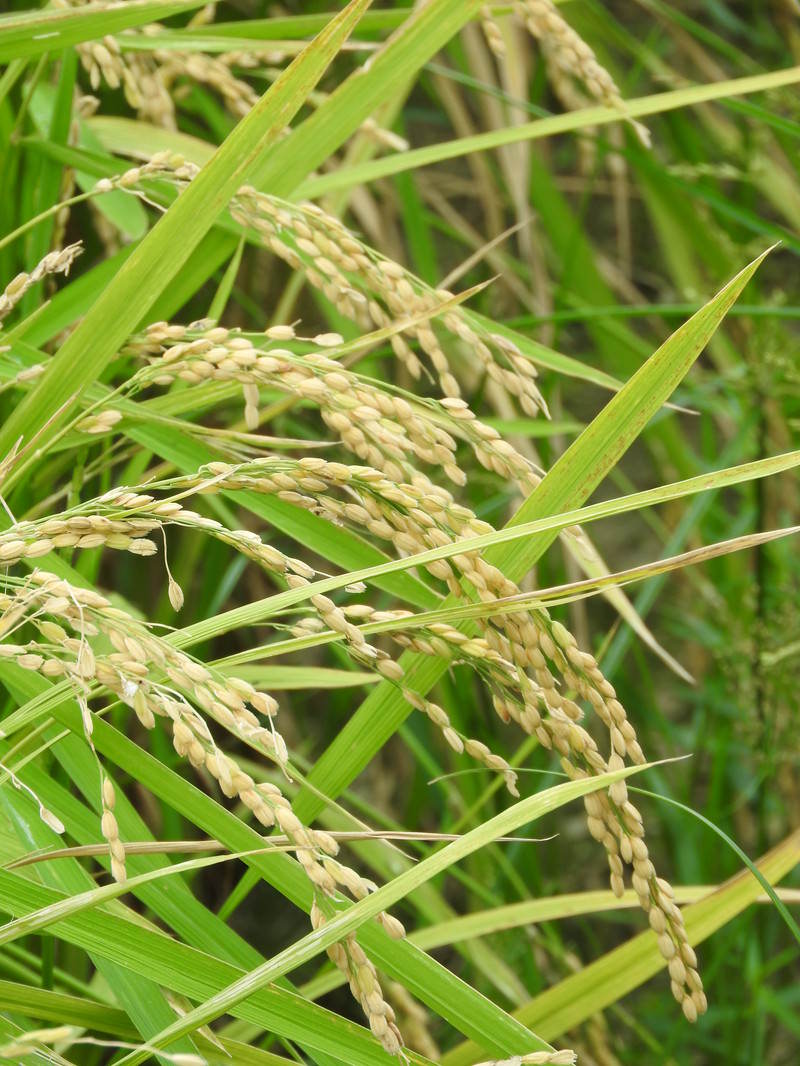 黄金色に実った稲穂が重みで垂れ下がっている田んぼの風景