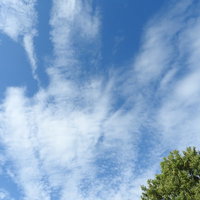 見上げた空を覆う薄い雲と緑の木々が広がる晴天の風景の写真