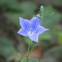 緑の葉に囲まれて咲く一輪のキキョウの花の写真