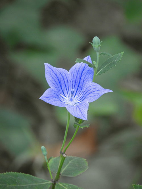 緑の葉に囲まれて咲く一輪のキキョウの花