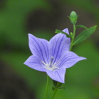 開花するキキョウの花と蕾の写真