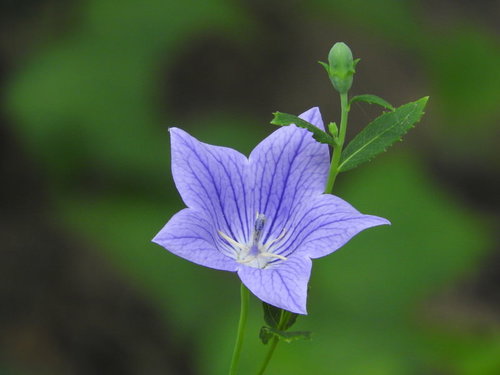 紫色の花びらを広げて開花するキキョウの写真
