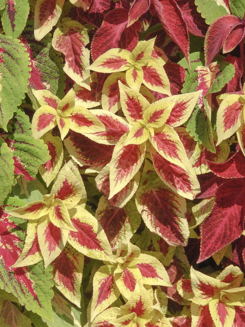 赤と黄、緑が混じり合うコリウスの葉のテクスチャー