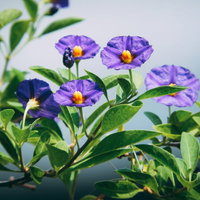 空に向かって花開く紫色のソラナムラントネッティの写真