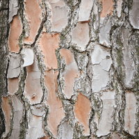 アカマツの樹皮に浮かぶ赤褐色のテクスチャの写真