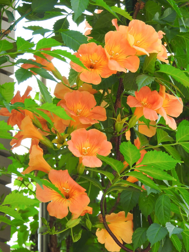 緑の葉の間に鮮やかなオレンジ色の花を咲かせるノウゼンカズラ