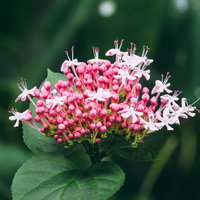 ピンクと白の小さな花が開花し始めたボタンクサギの写真