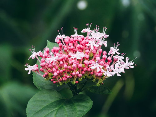 ピンクと白の小さな花が開花し始めたボタンクサギ