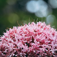 ピンク色に満開で咲くボタンクサギの花房、夏から秋の開花の写真