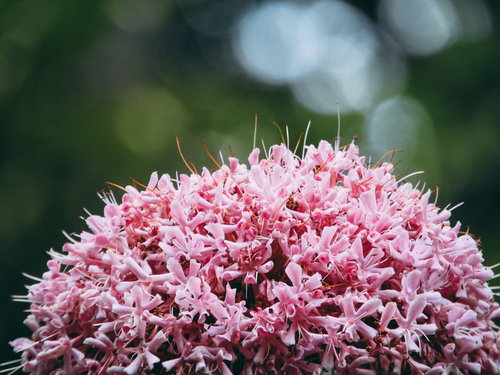 ピンク色に満開で咲くボタンクサギの花房、夏から秋の開花
